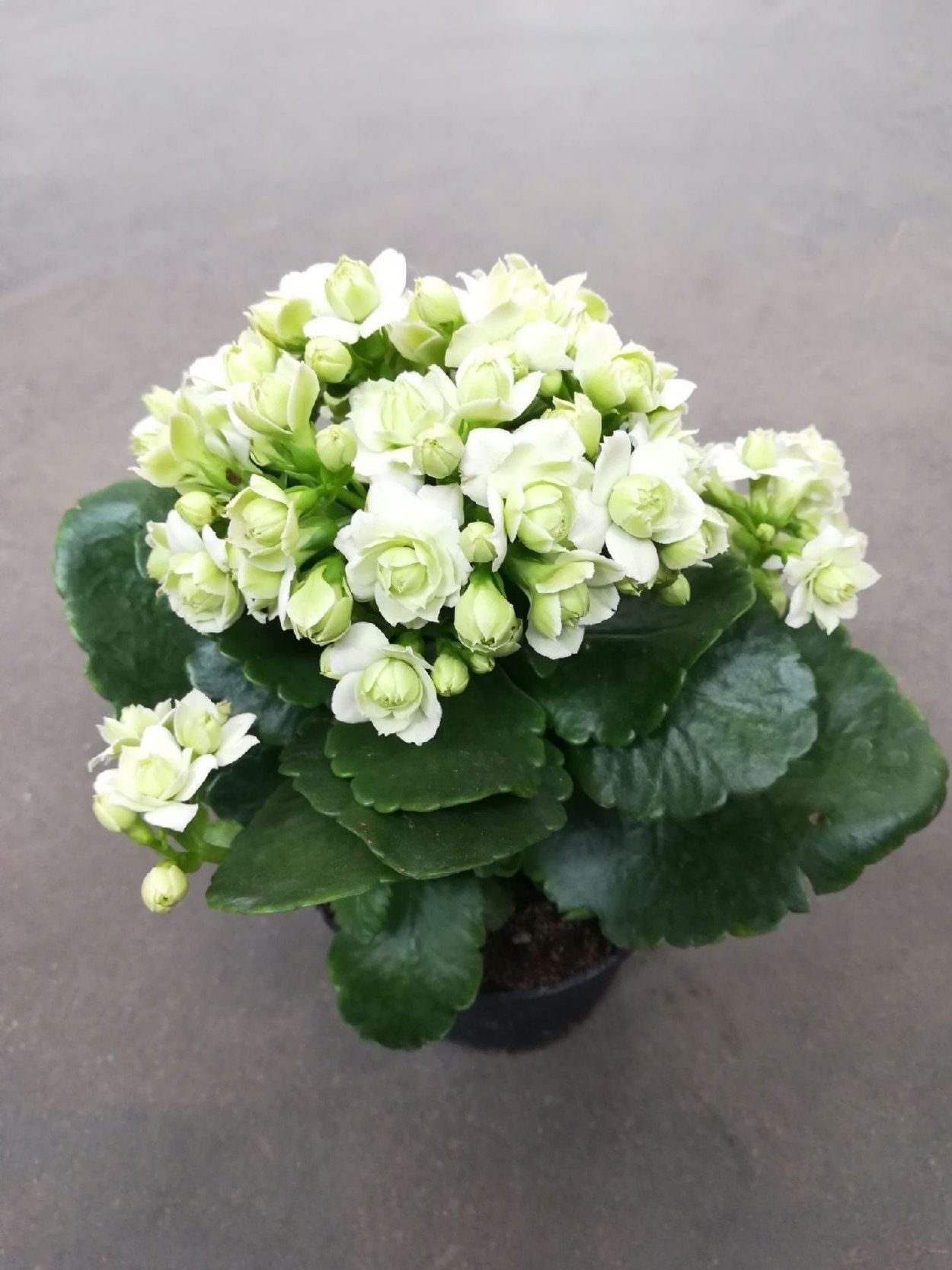 Каланхоэ оранжевый