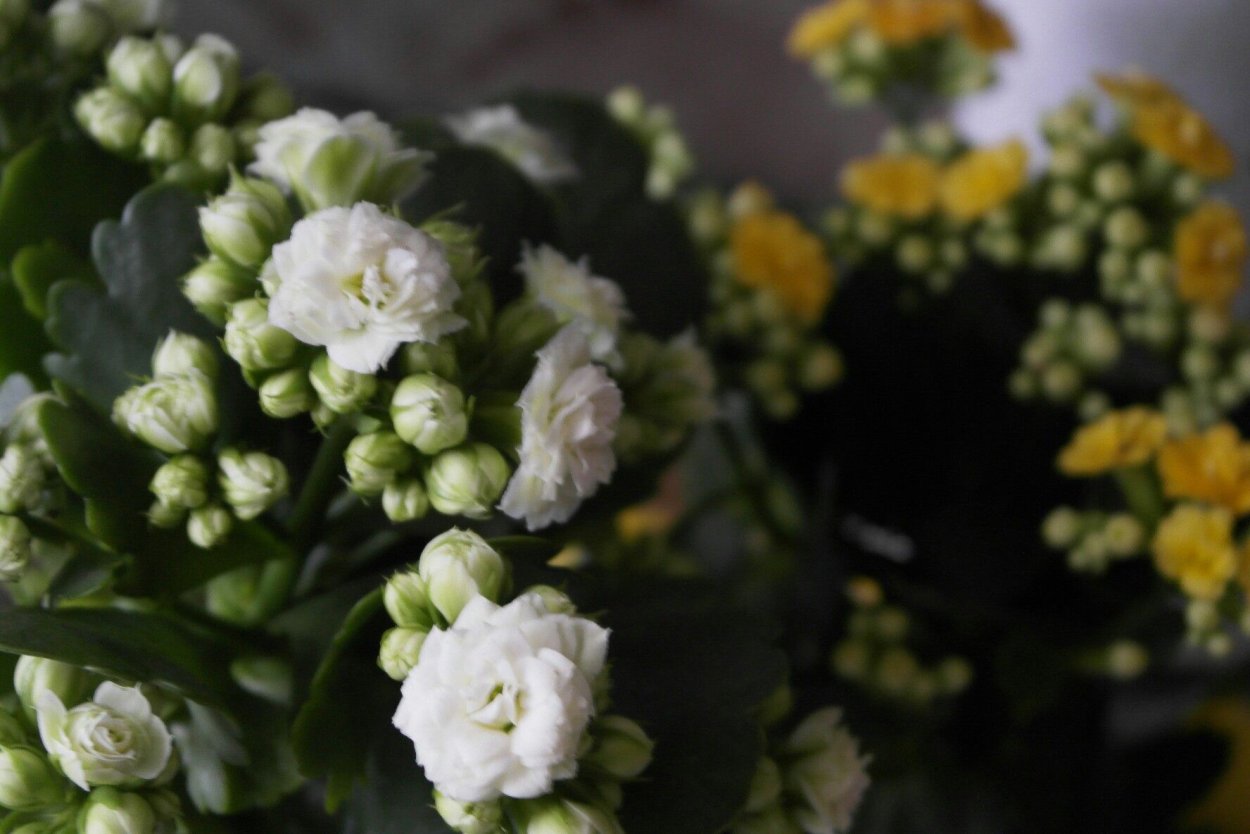 Каланхоэ Блоссфельда кора Вайт