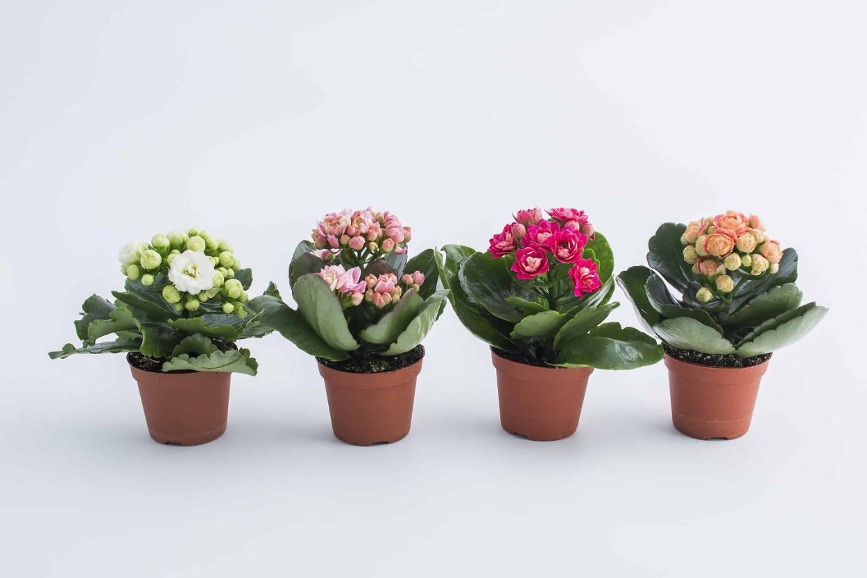 Каланхоэ каландива белая