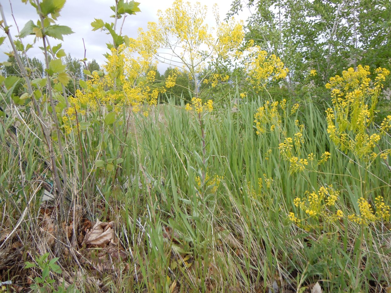 Вайда трава