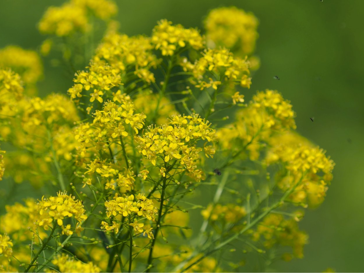 Дрок сахарский