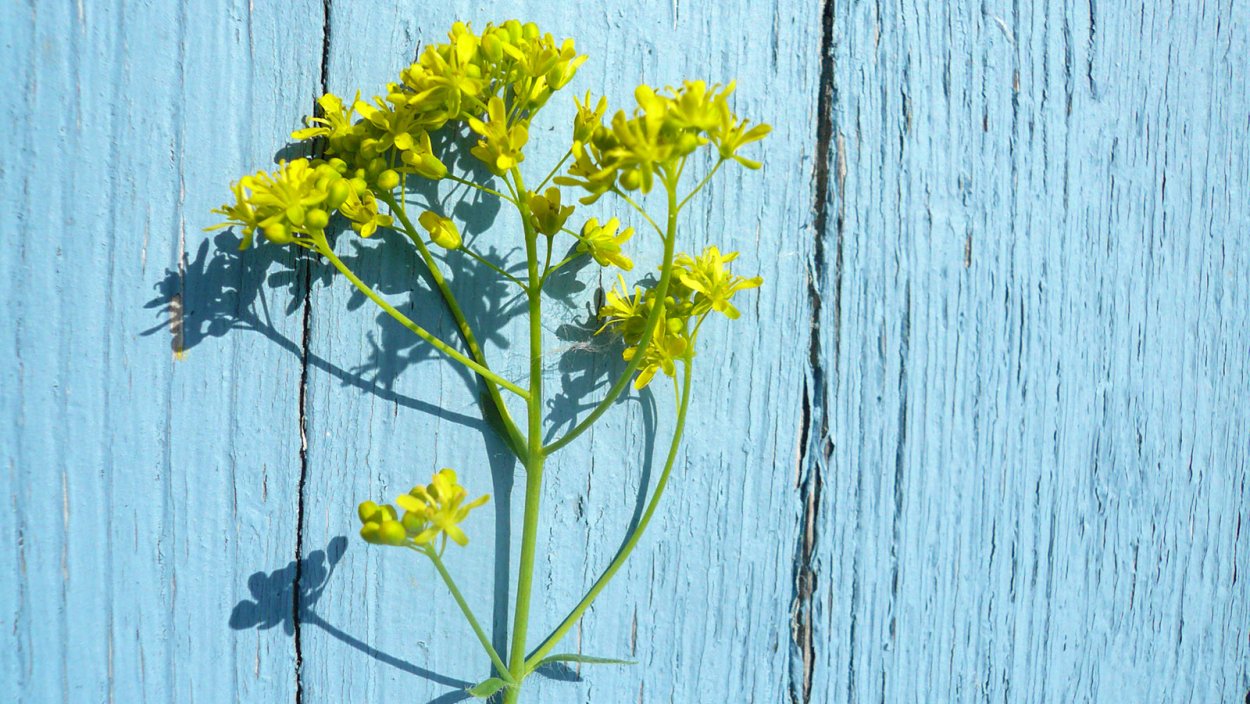 Усьма растение