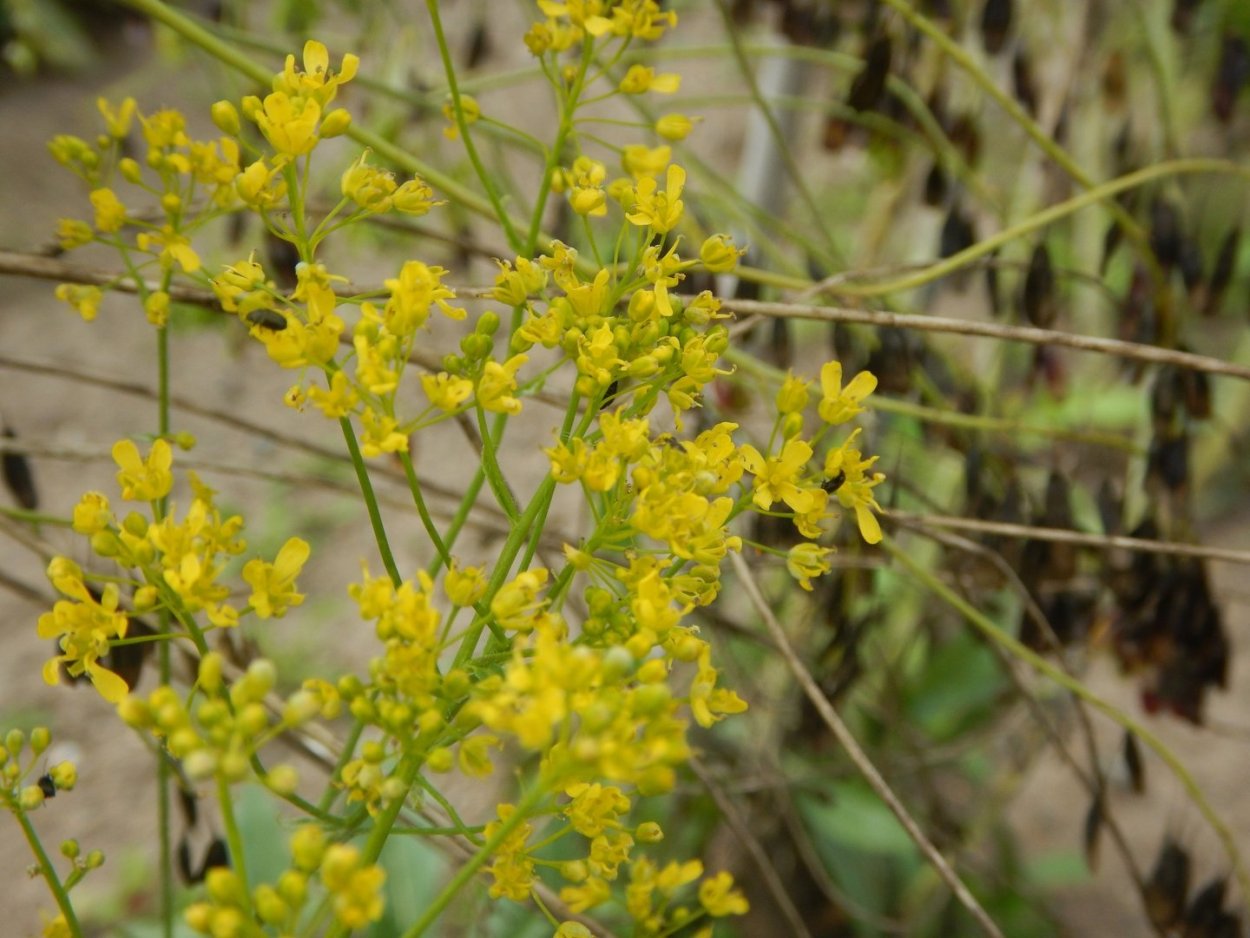 Вайда красильная лечебные свойства