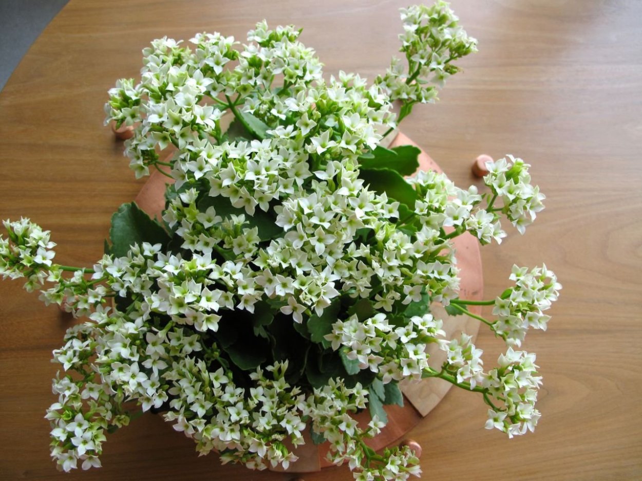 Каланхоэ каландива белая