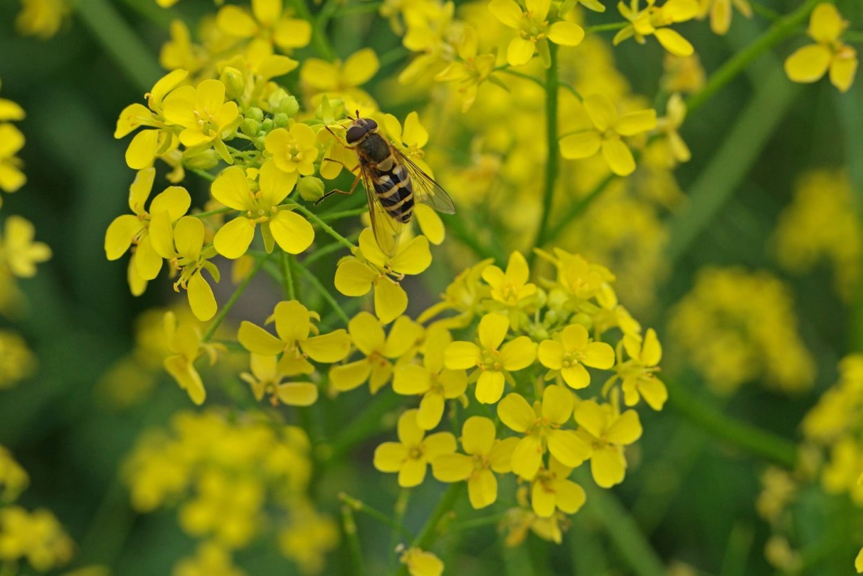 Вайда красильная (Isatis tinctoria)