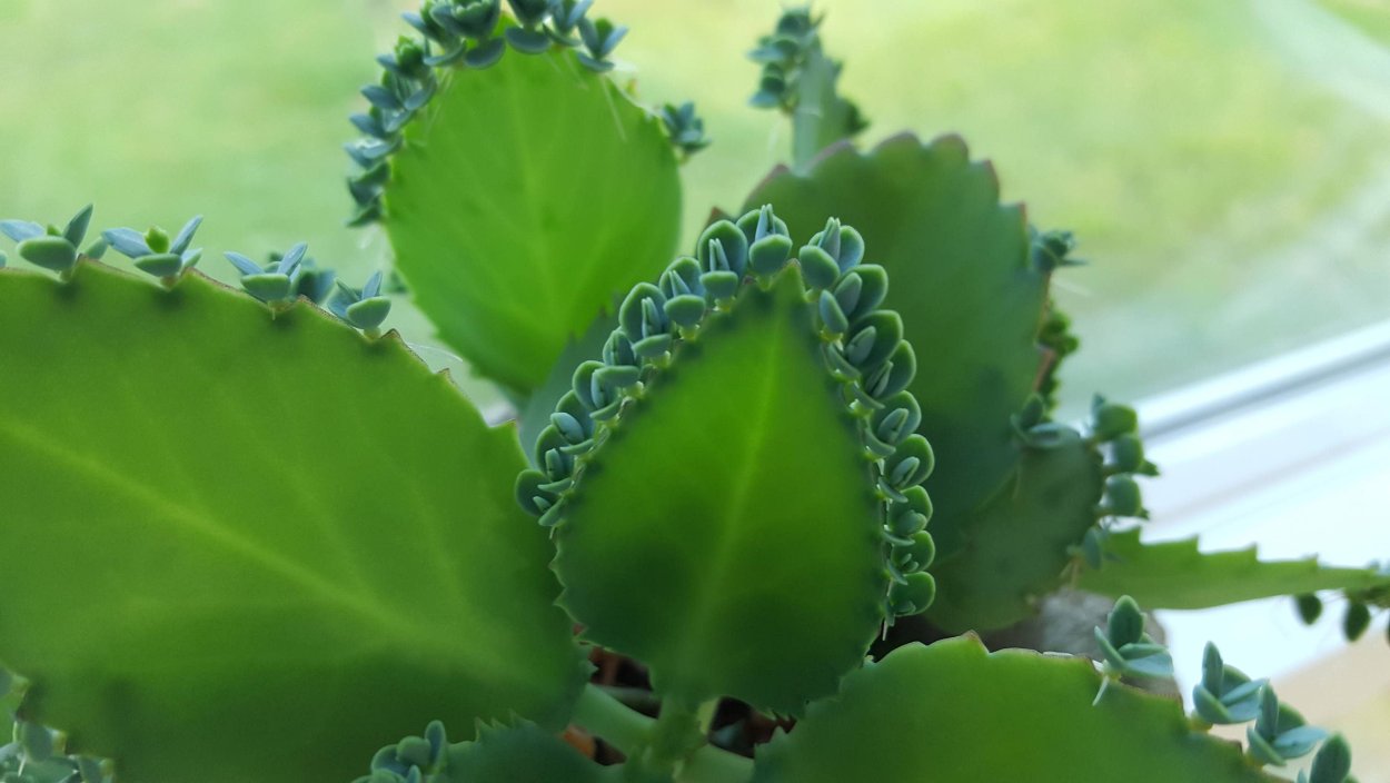 Каланхое каландива (20см)