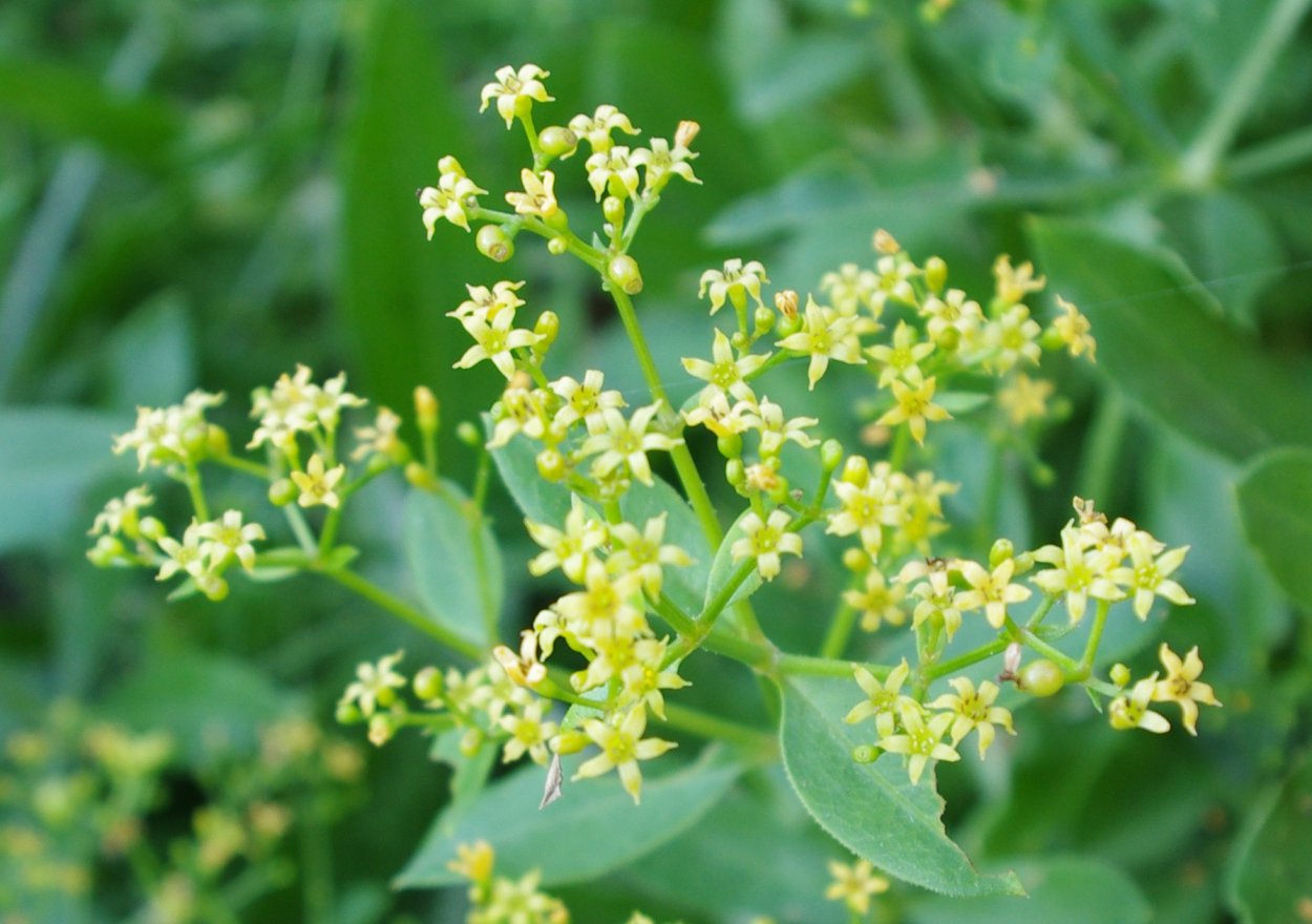 Вайда красильная