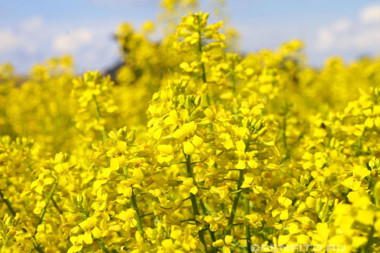 Зонтичные крестоцветные