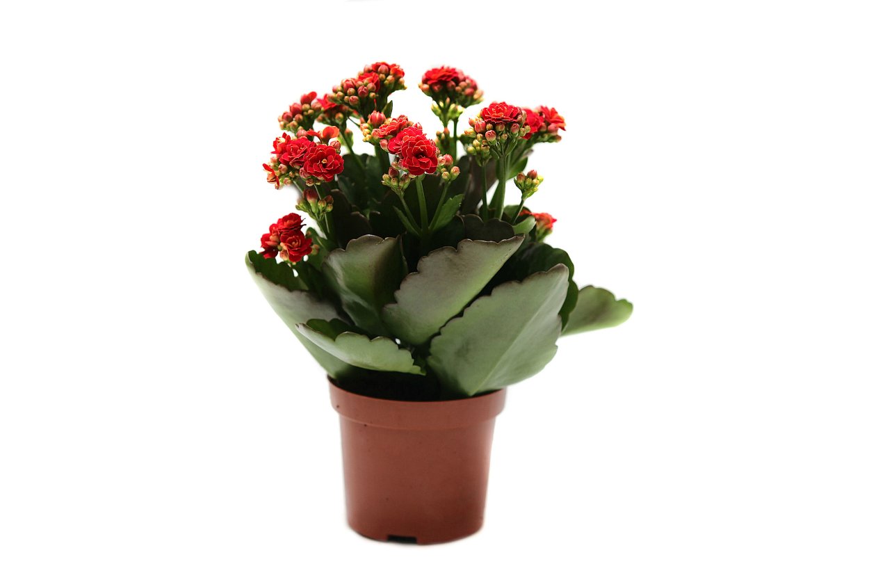 Каланхоэ Блоссфельда листья