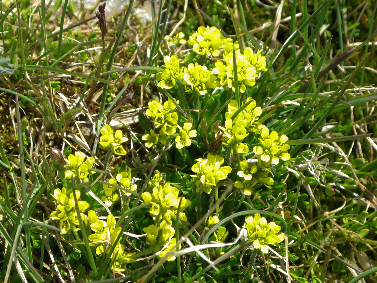 Дрок Абхазский