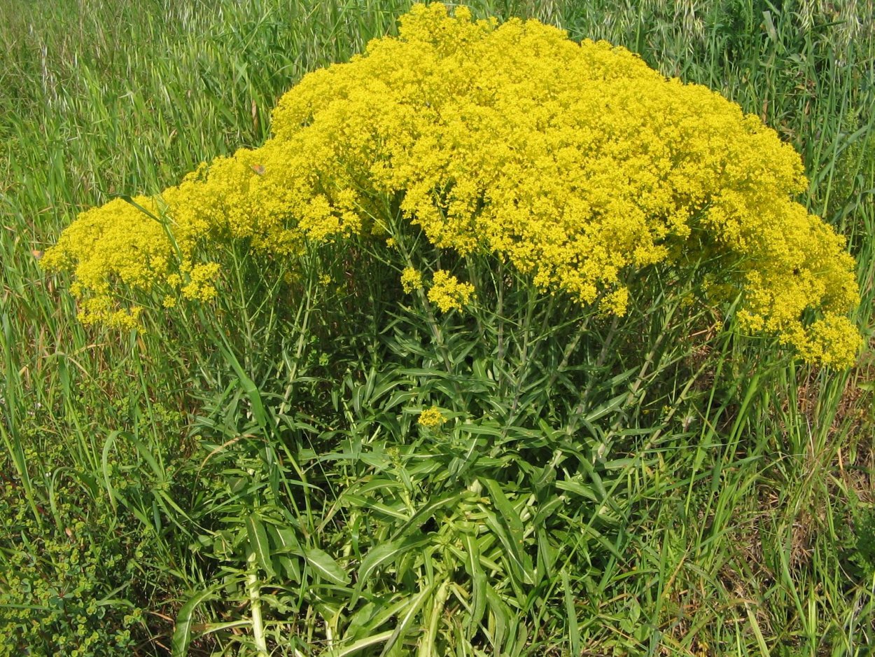 Ферула асафетида