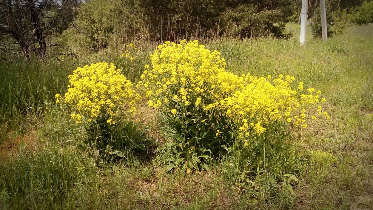 Хоста бордер стрит