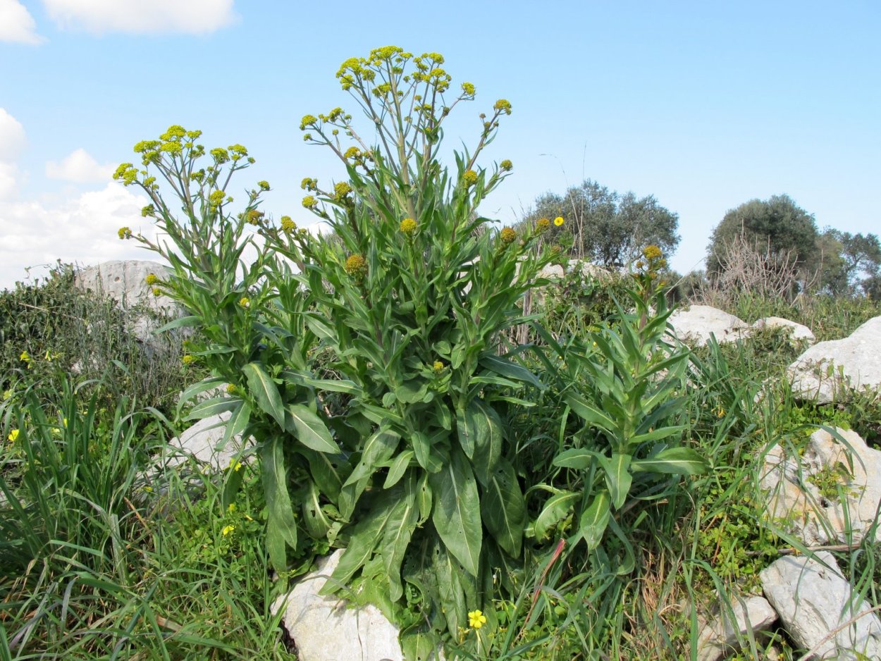 Желтушник левкойный