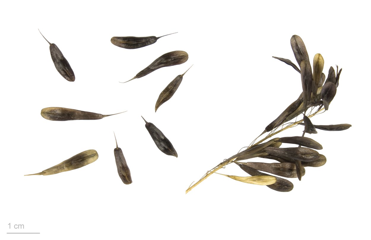 Баптизия Южная