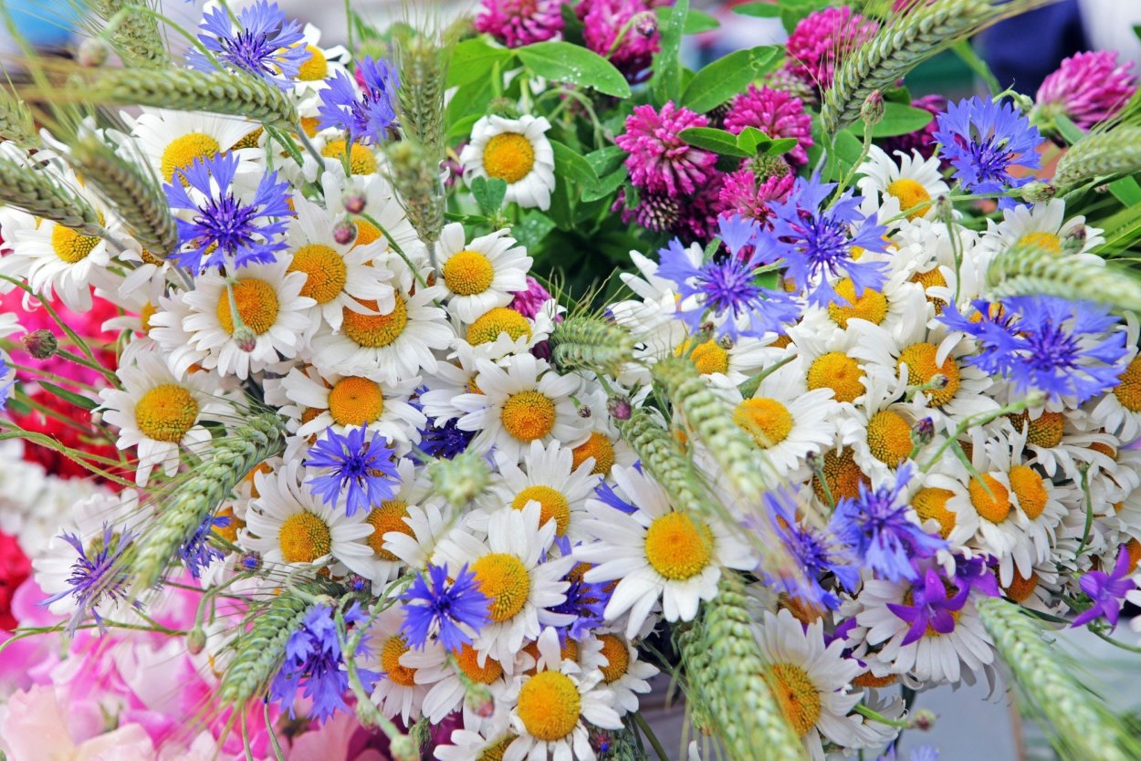 Букет полевые цветы