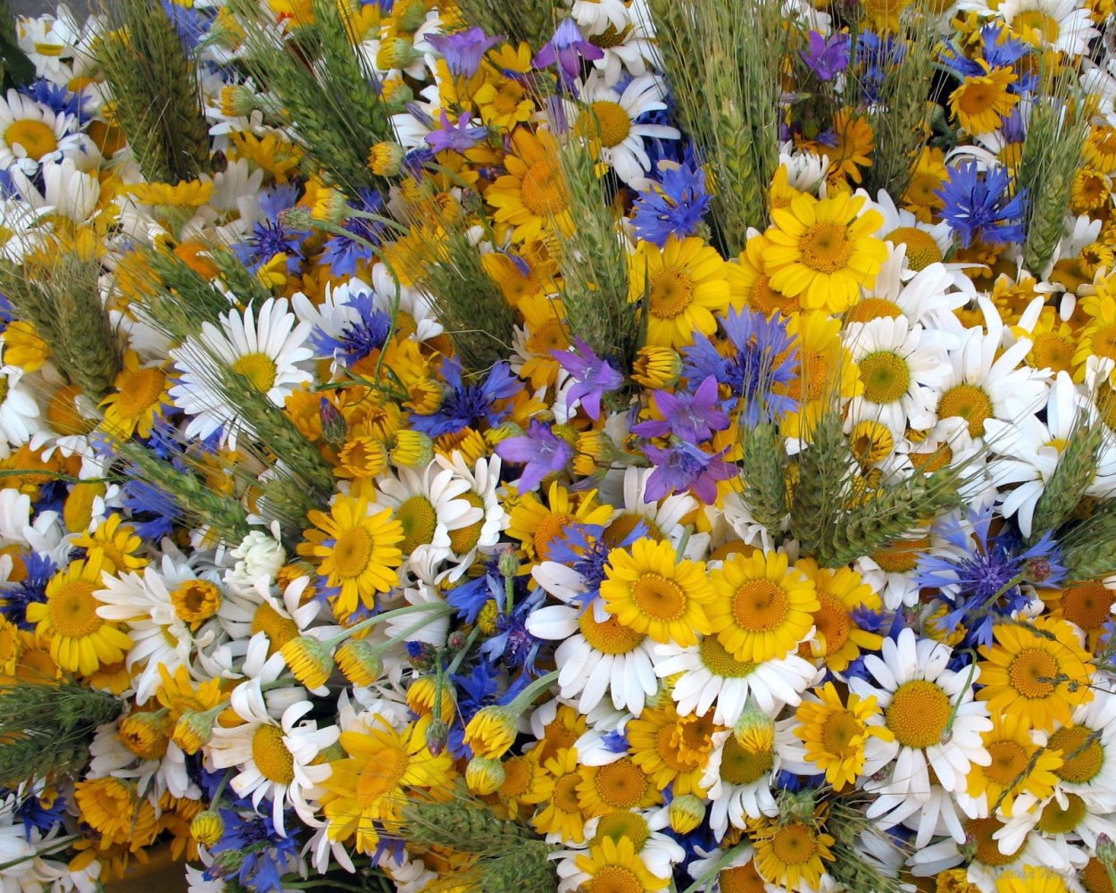Букетик полевых цветов