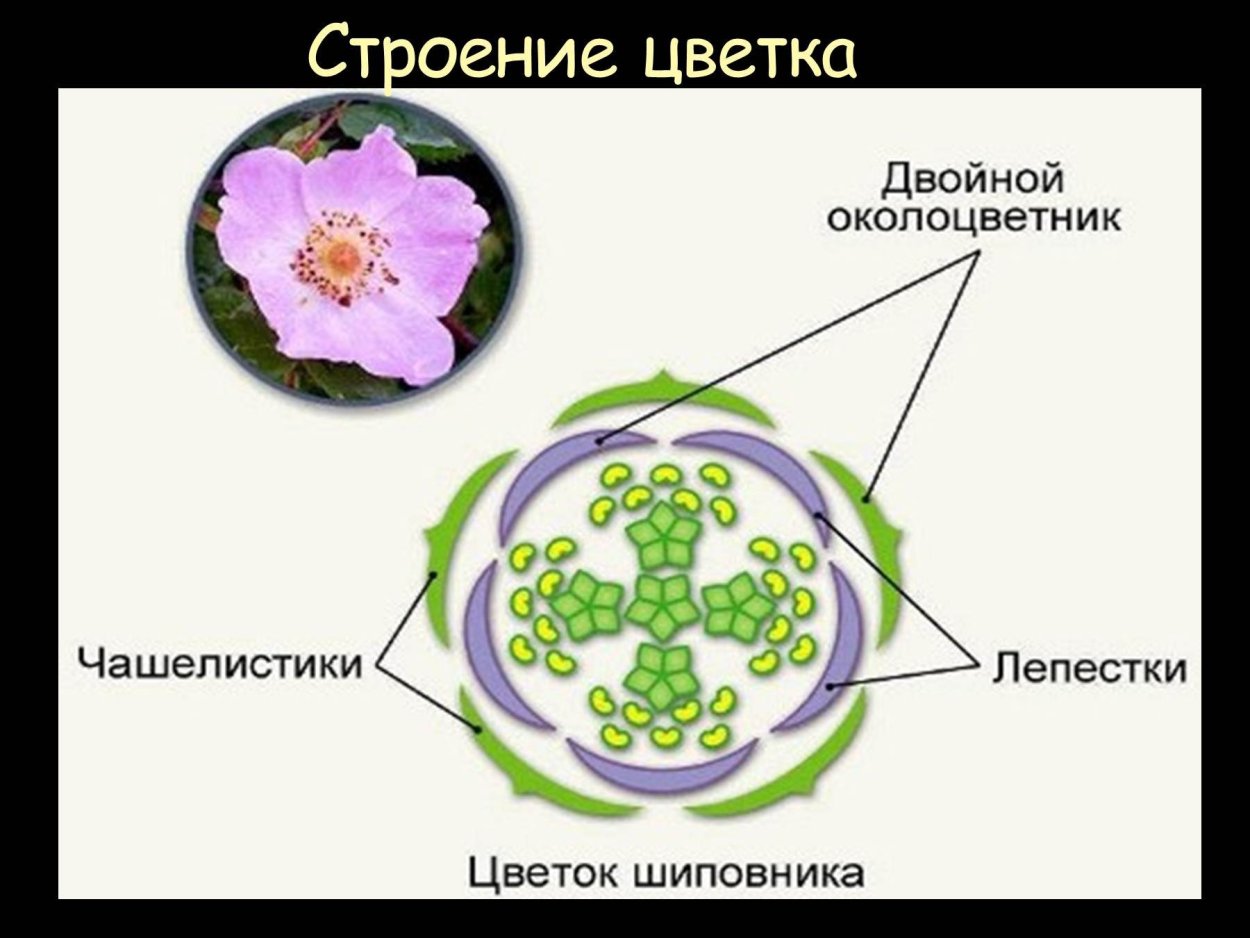 Лапчатка систематика