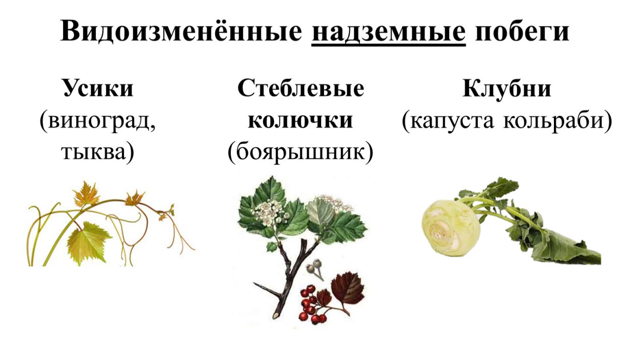 Семейство крестоцветные ярутка