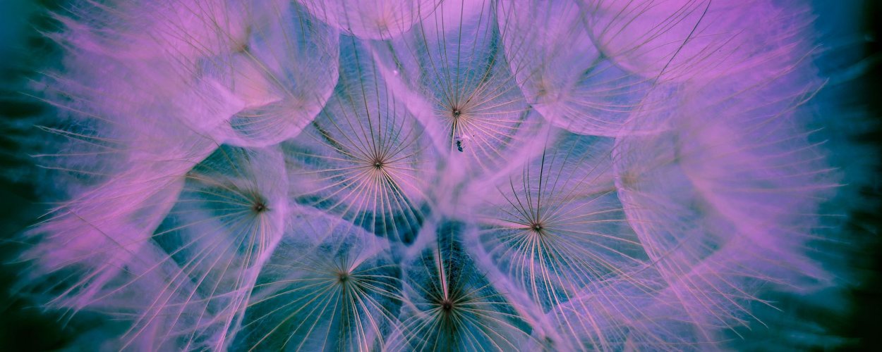 Лиловые одуванчики Тянь Шань