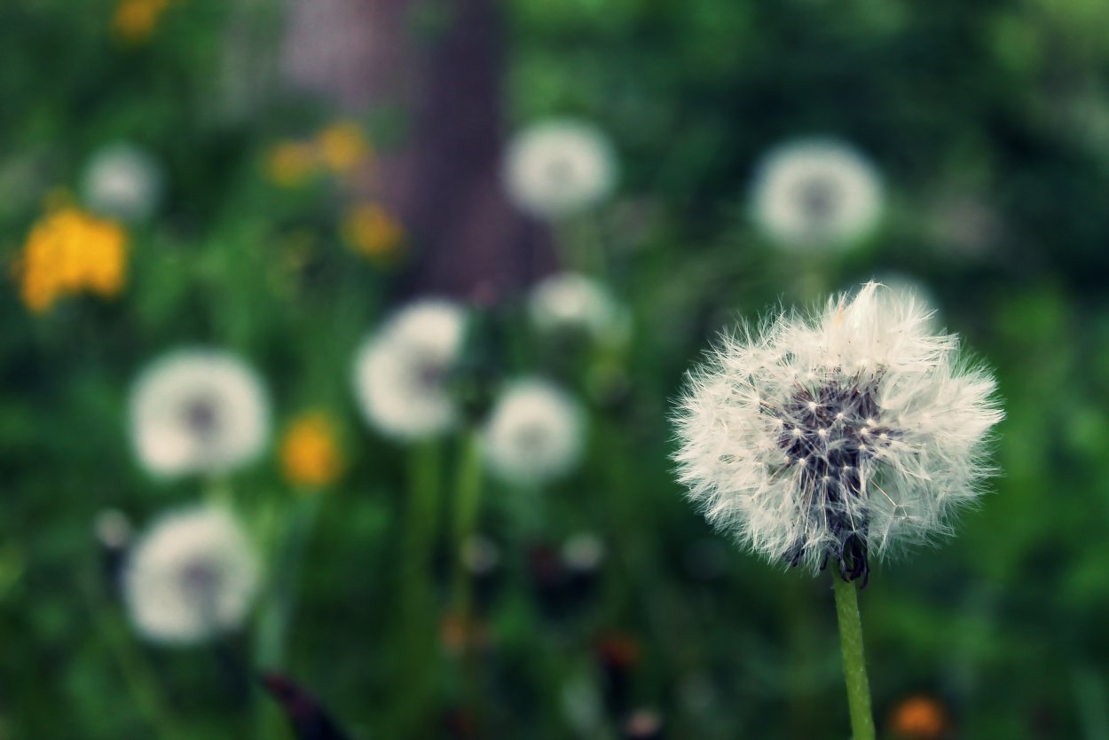 Пурпурный одуванчик