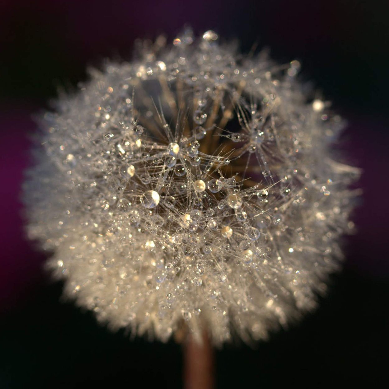 Одуванчик в каплях дождя