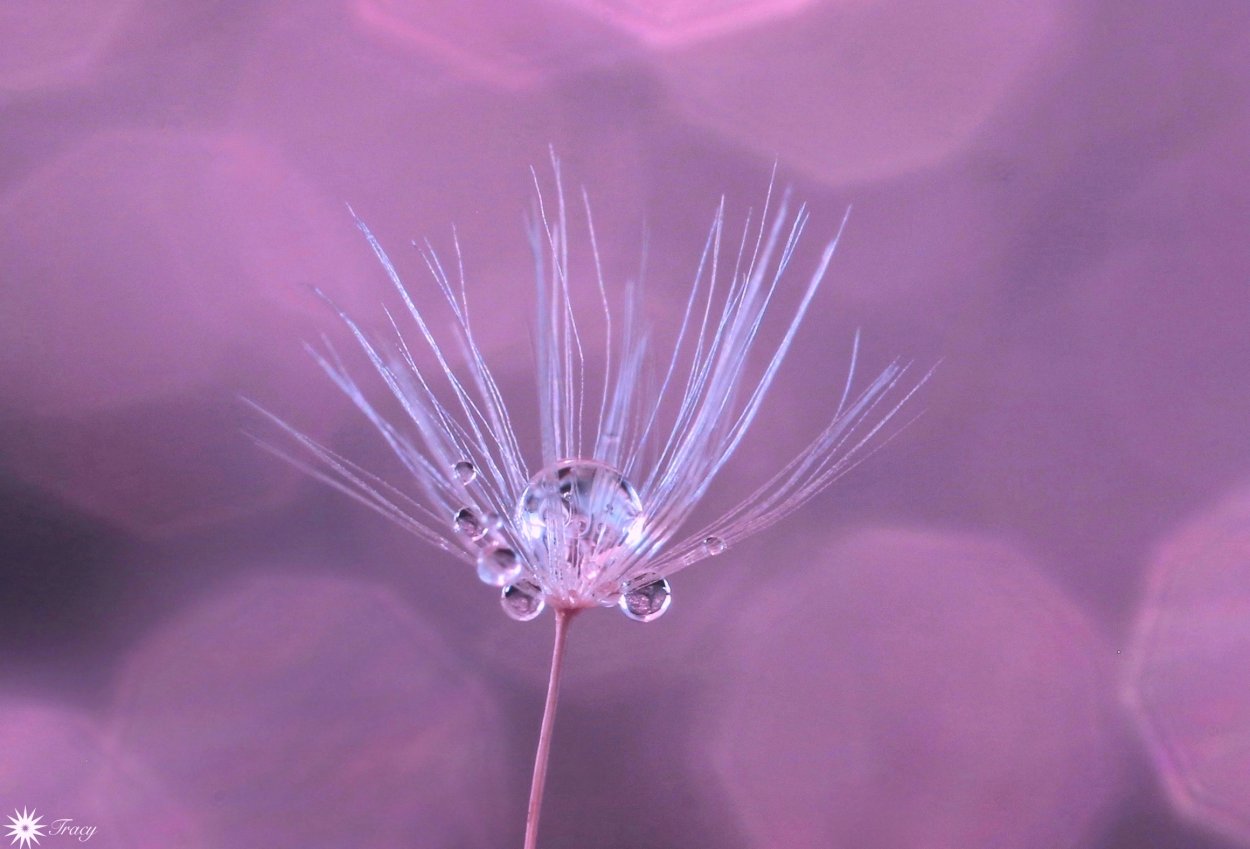 Розовый одуванчик