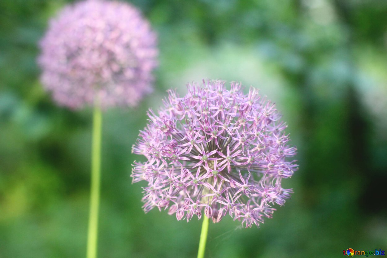 Одуванчик розовый Тянь Шань