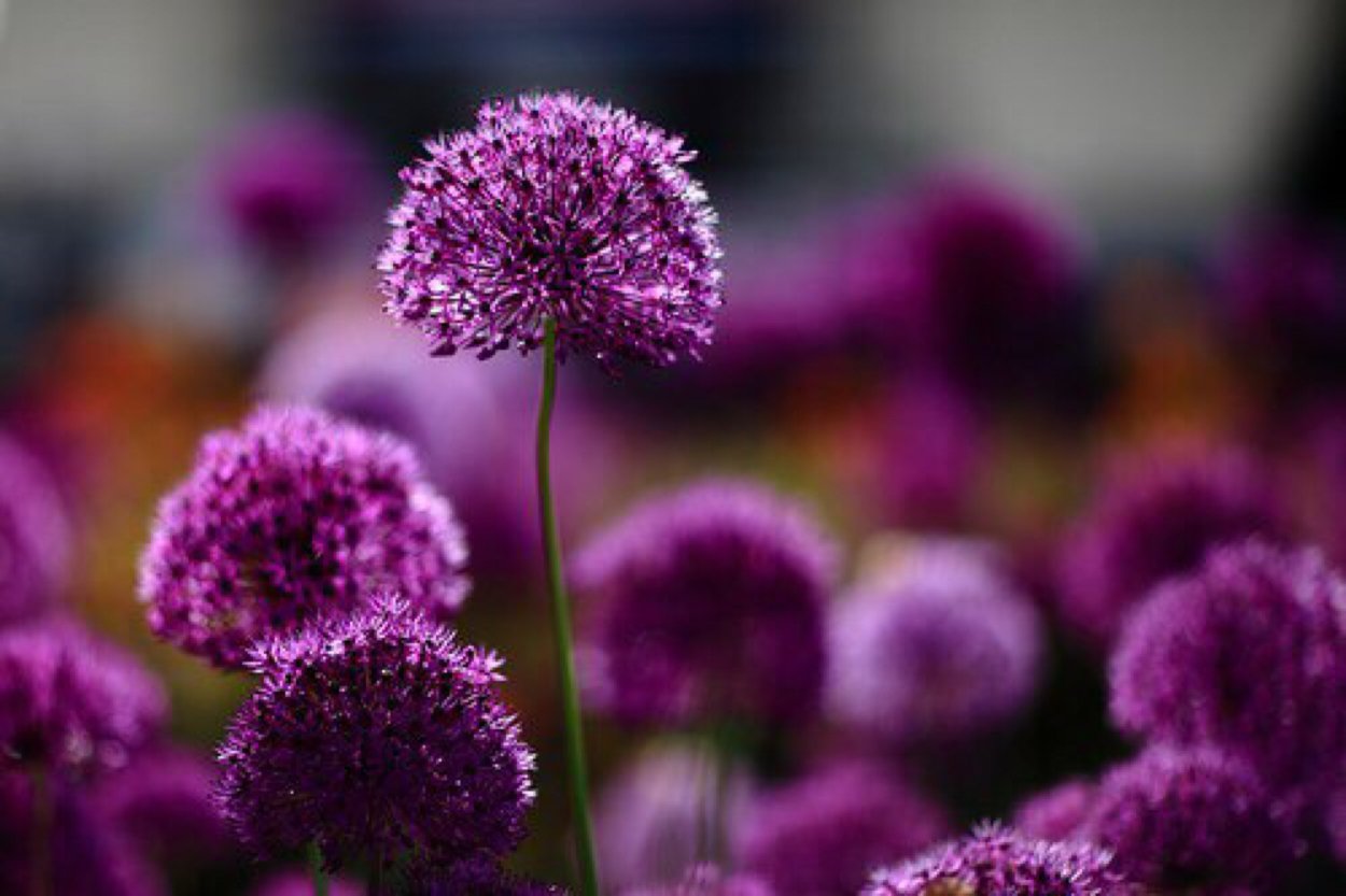 Одуванчик с лепестками пурпурного цвета