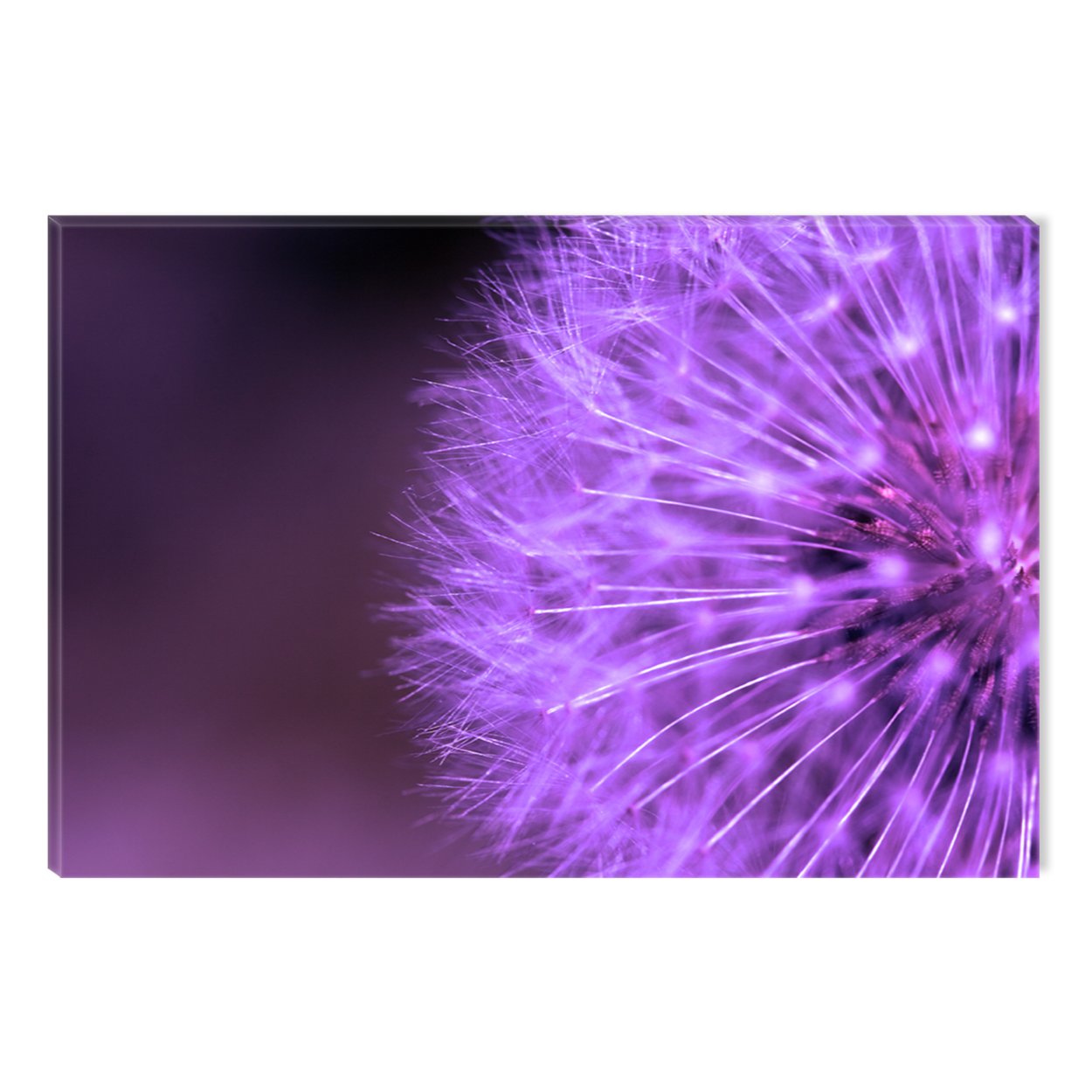 Фиолетовый одуванчик