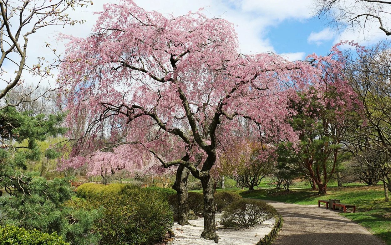 Сакура цветение растения