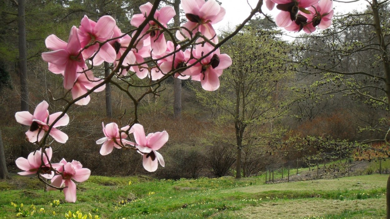 Японская Магнолия