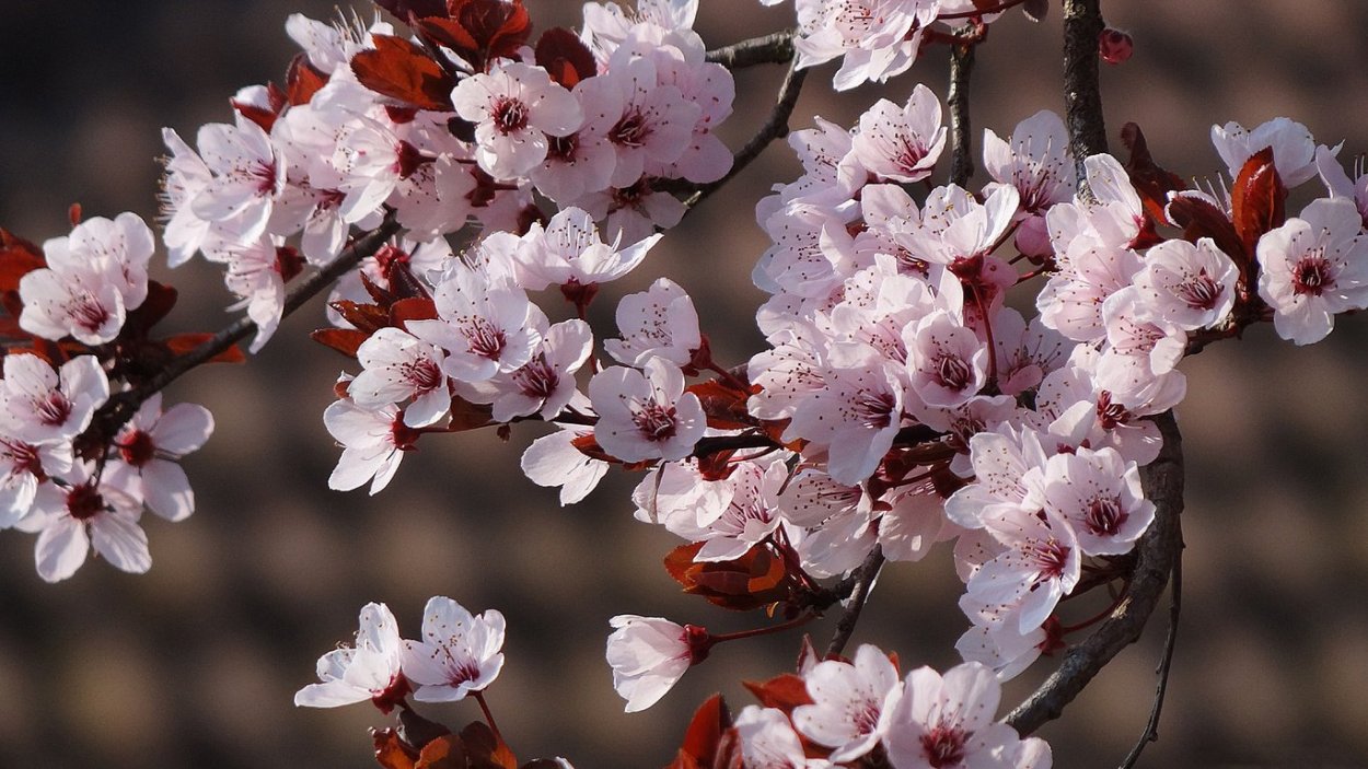 Расцветающие растения весной вишня