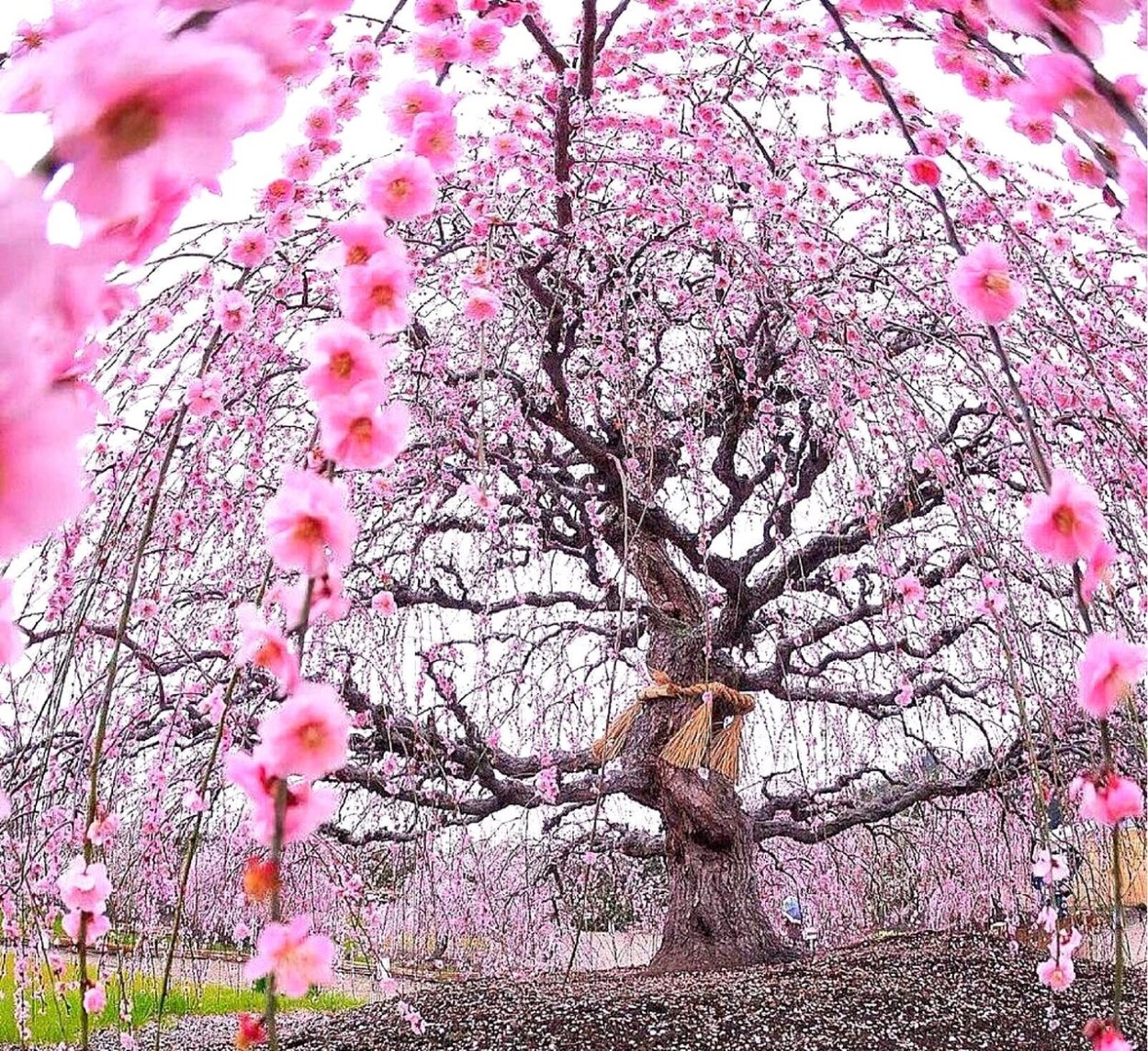 Вишня мелкопильчатая Сакура
