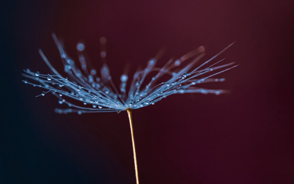 Пух одуванчика