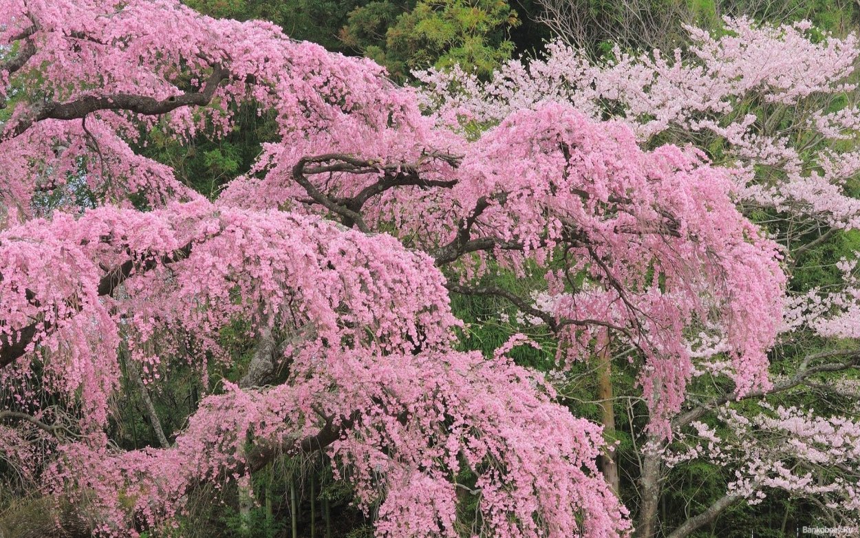 Японские плакучие вишни