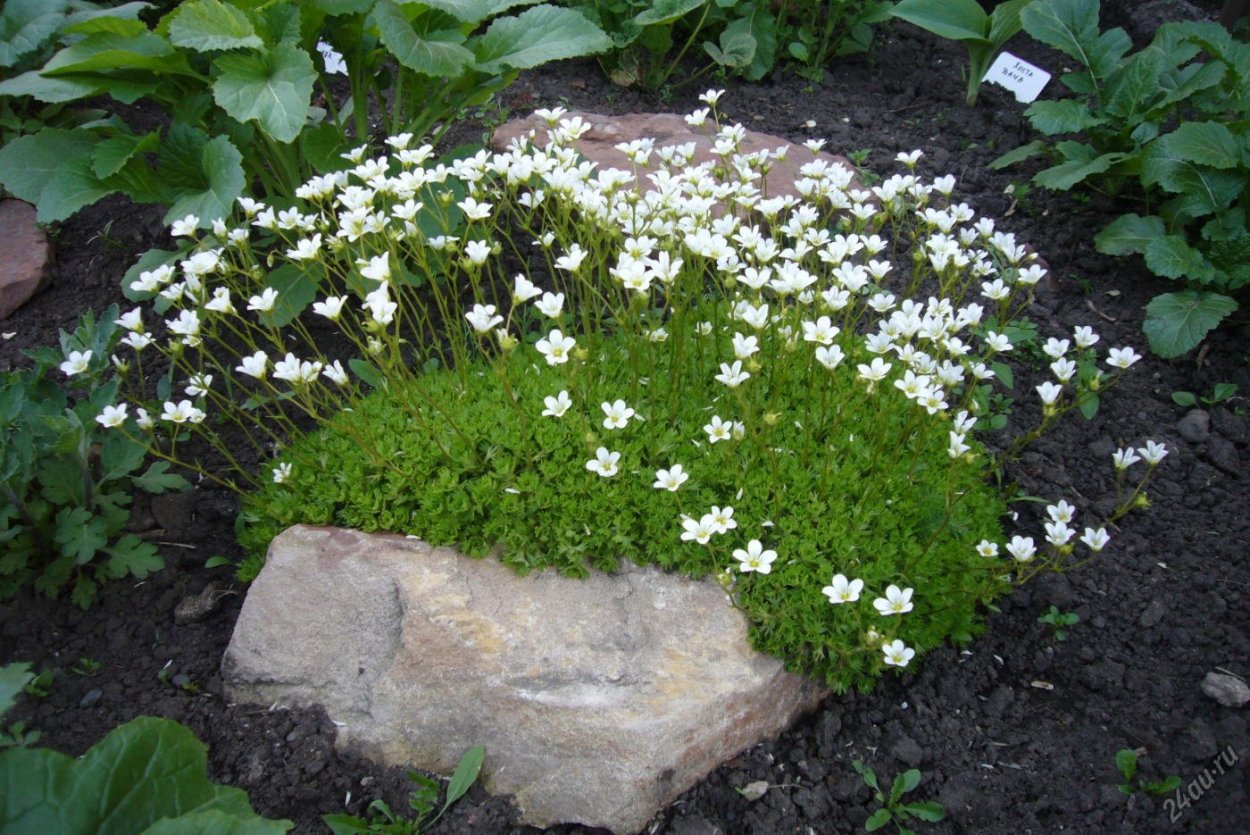 Алиссум вегетативный Сноу принцесс