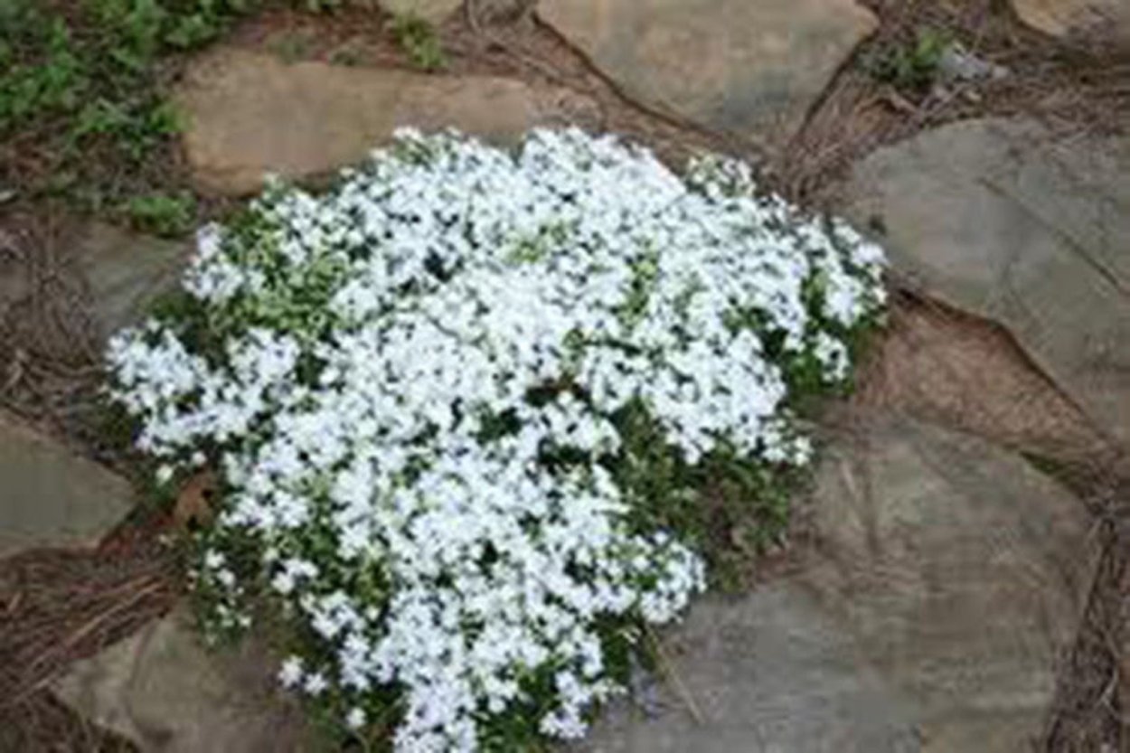 Тимьян ранний Альбус