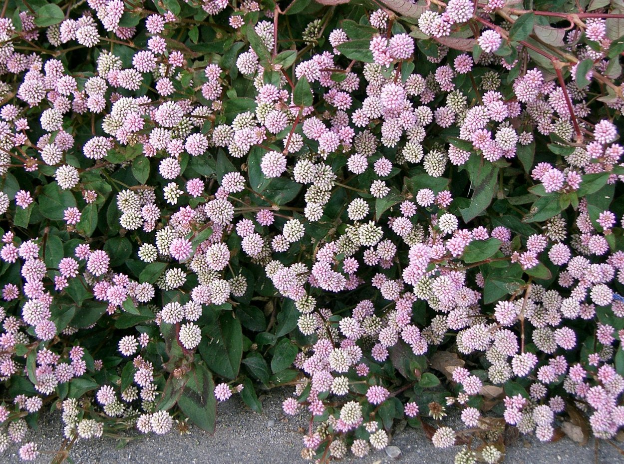 Иберис вечнозеленый 'Snowflake'