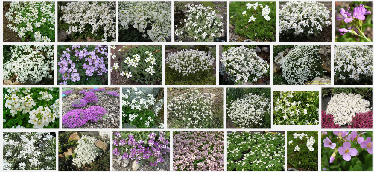 Почвопокровные однолетники