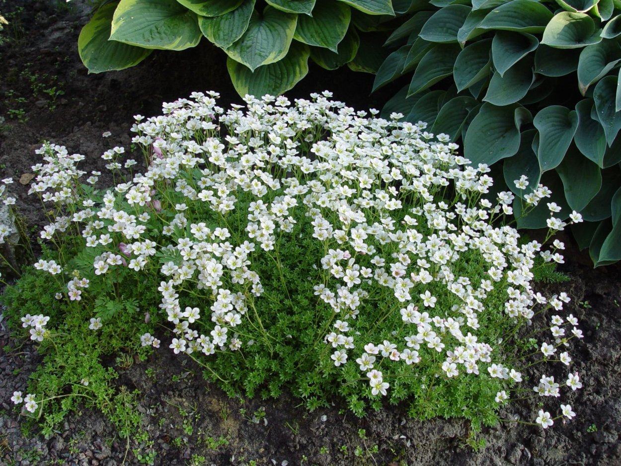 Почвопокровные многолетники тимьян