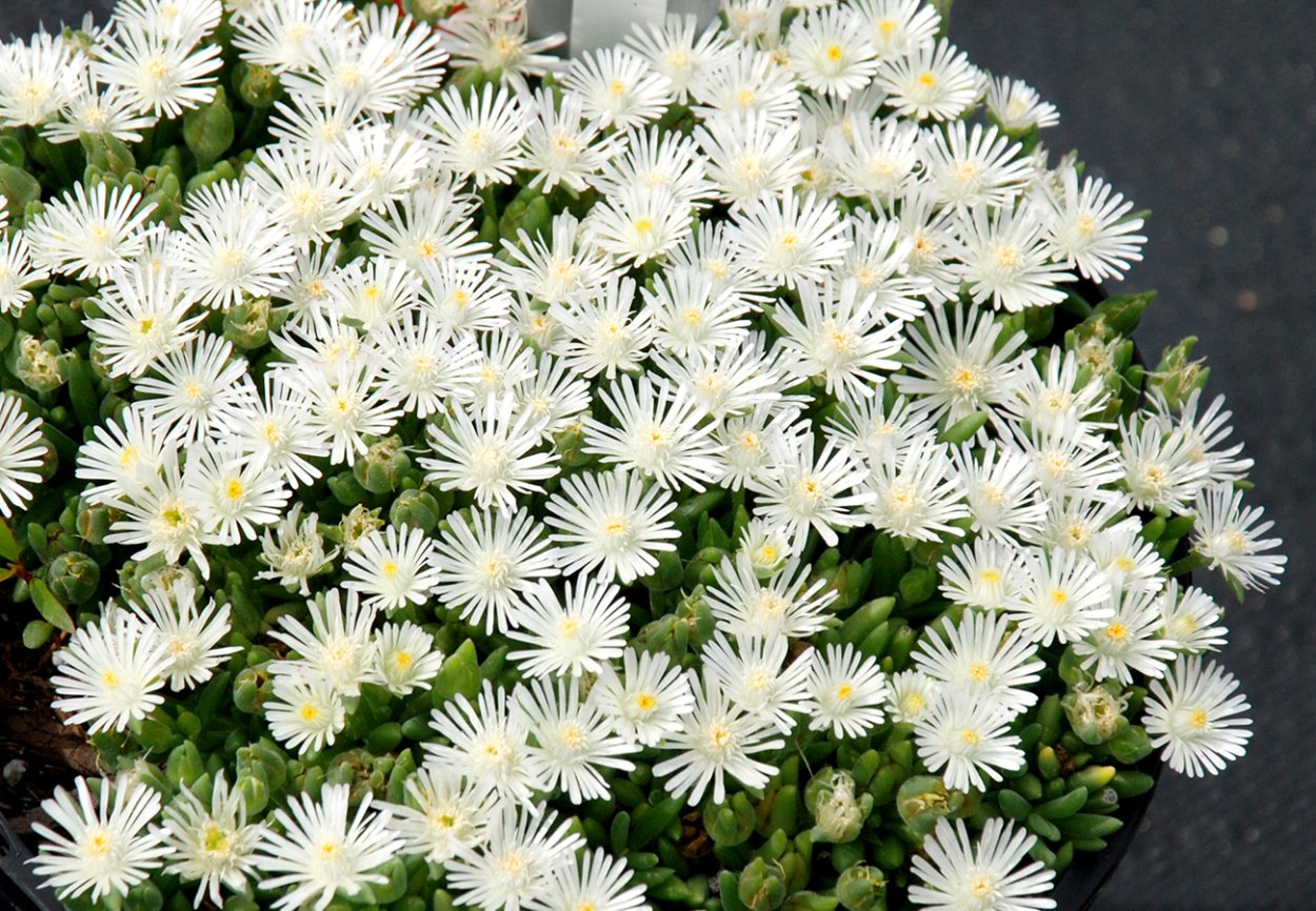 Гутчинзия Альпийская Crystal Carpet