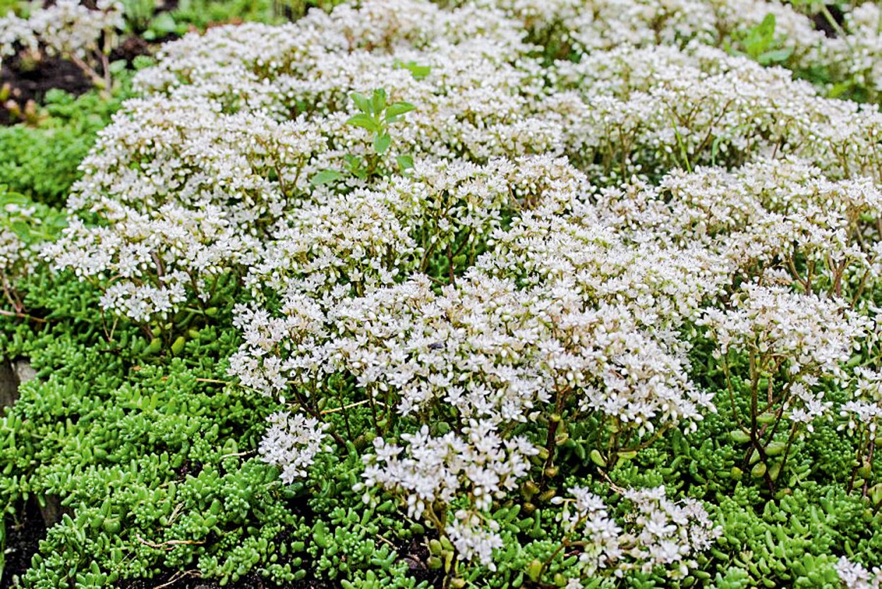 Флокс шиловидный Пинк склон