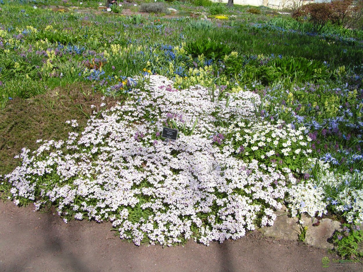 Ясколка Биберштейна