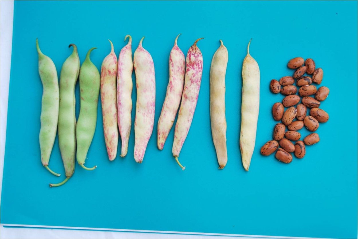 Фасоль лущильная