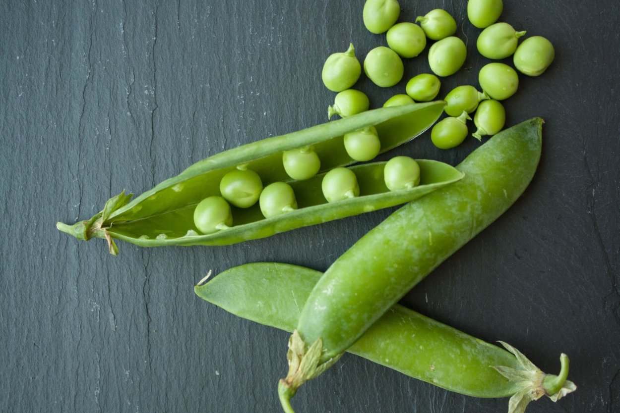 Горох Алтайский изумруд