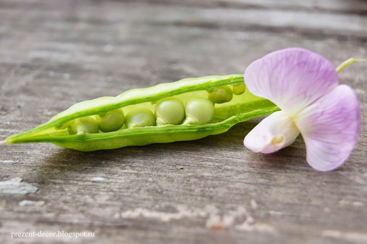 Цветущий горох