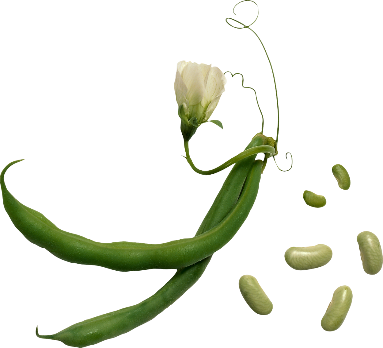 Бобовый стручок