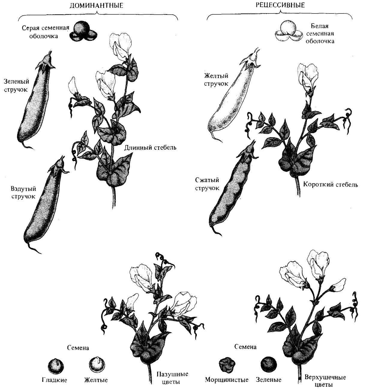 Коробочка с семенами