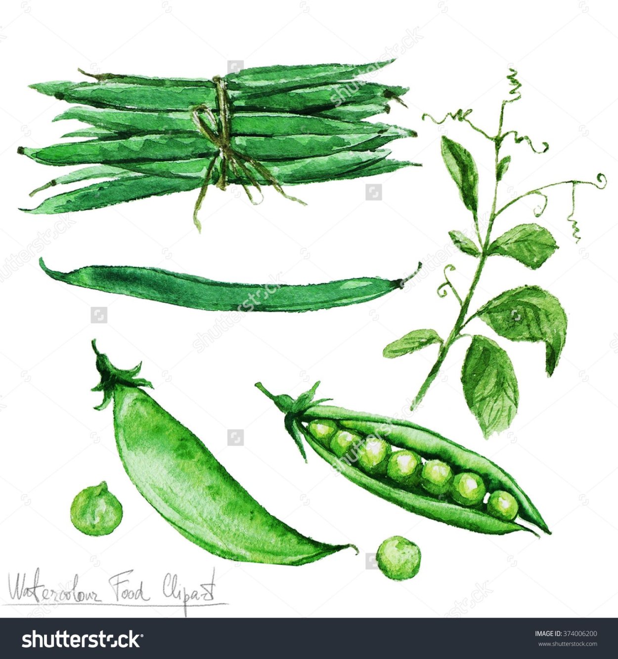 Фасоль стручковая плоская