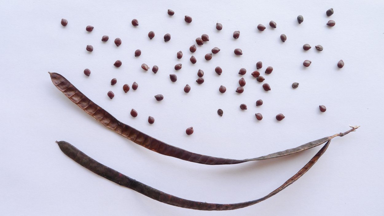 Семена цветов в стручках